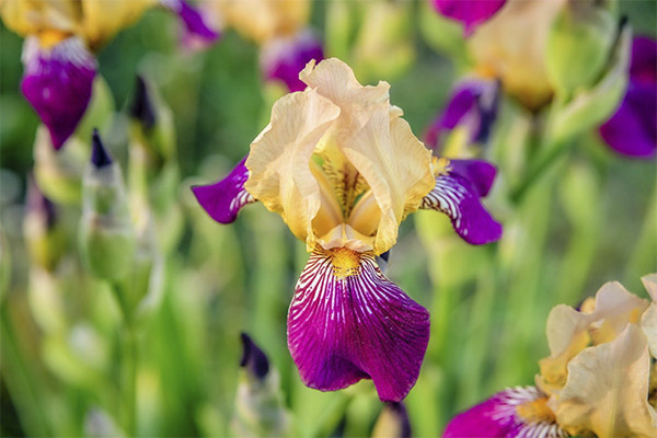 Iris en medicina popular